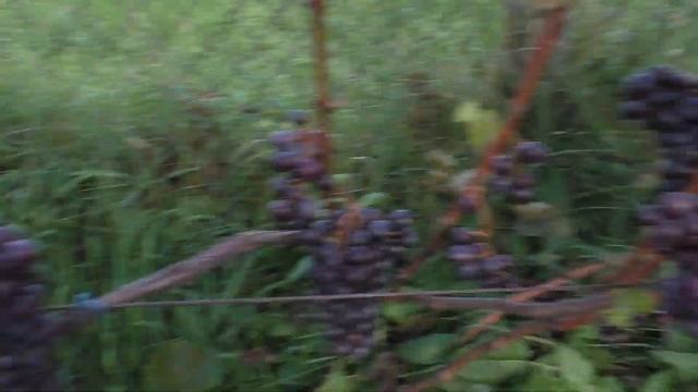 Виноград 2022 г Дятьково Технические сорта на 29 сентября смотреть онлайн