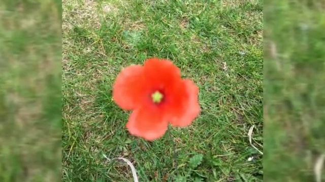 Аленький цветочек. 2 часть смотреть онлайн