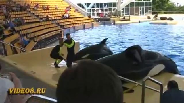Шоу косаток - orca ocean show, loro parque, killer whales смотреть онлайн