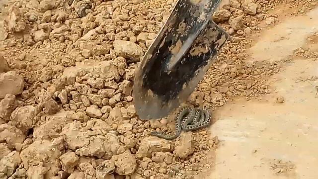 Гадюка укусила смотреть онлайн