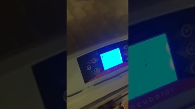 Китайский инкубатор Egg-56.Первая инкубация Мараны и Барневельдеры 09.04.2019 смотреть онлайн