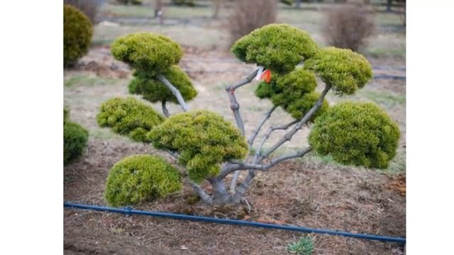 Разные виды ниваки смотреть онлайн