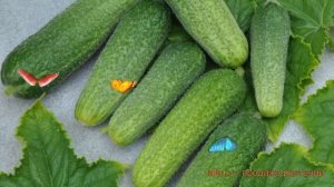 Огурец обыкновенный Атос (atos f1) ? обыкновенный огурец Атос обзор: как сажать, семена огурца Атос