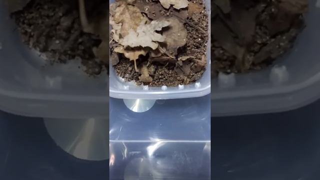 Кормление кольчатых сколопендр 2(Scolopendra cingulata) смотреть онлайн