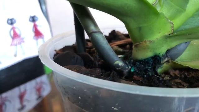 Орхидея # 6 Как спасти от гнили ? смотреть онлайн