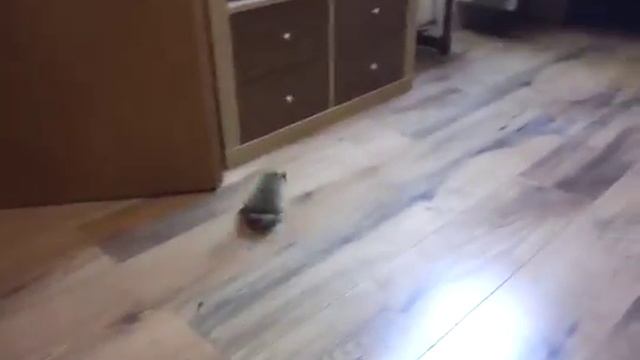 Котики, говорите? Ежик не хуже! смотреть онлайн