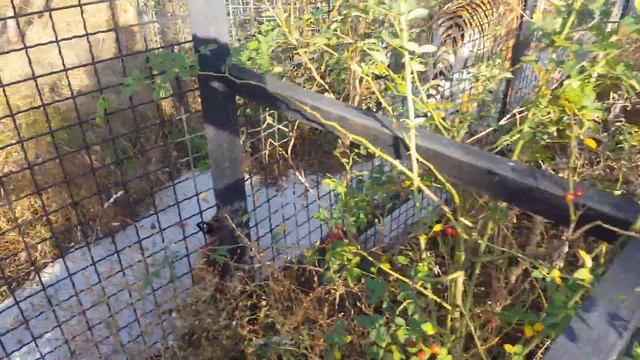 Парк львов Тайган. КРЫМ. смотреть онлайн