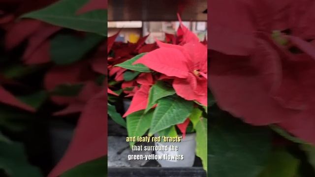 Red #christmas plant Poinsettias, Euphorbia pulcherrima #shorts смотреть онлайн