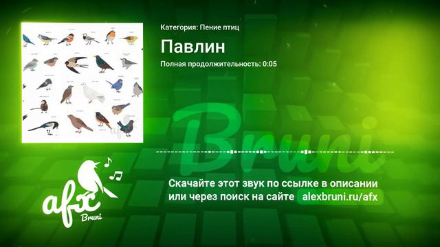 Звук: Павлин смотреть онлайн
