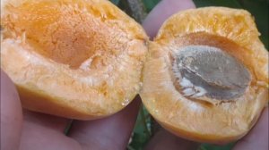 Абрикос + слива = априум. Диковинный гибрид - «абрикосовая слива»