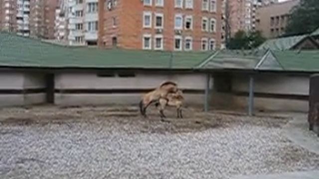 лошади смотреть онлайн