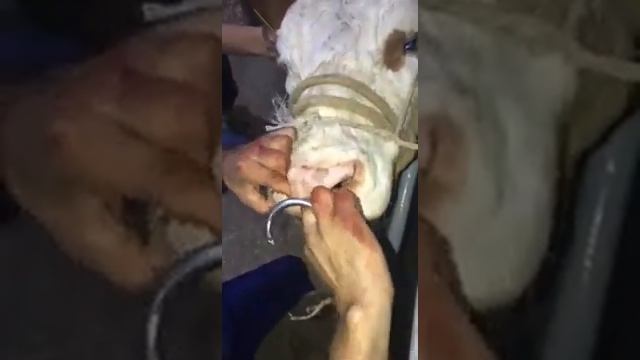 Как установить кольцо для КРС сосунков смотреть онлайн