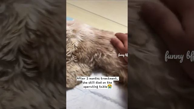 Poor stray cat rescue?The vets made every effort?The cats’ funeral?#sad #cat #love #life #kindness смотреть онлайн