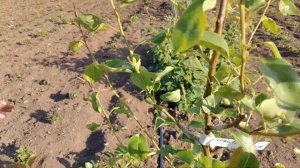 Обрезка саженца груши летом