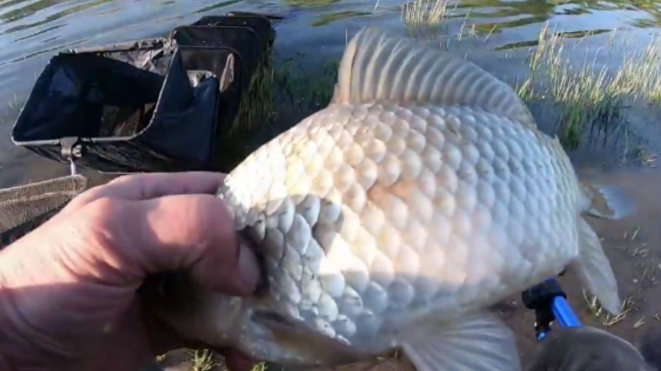 КАРАСИ,КАК КАБАНЫ! ЛОВИМ ВЕСЕННЕГО КАРАСЯ ФИДЕРОМ НА СИЛЬНОМ ТЕЧЕНИИ. ХОЛОДНЫЙ КАНАЛ. НОВОЧЕРКАССК. смотреть онлайн