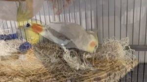 Happy 'Tiels Singing & Sleeping 🦜The Bird Sanctuary _ 3hrs of Singing