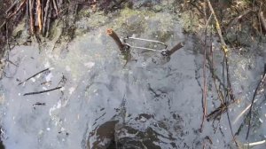 ОХОТА НА БОБРА ПРОХОДНЫМИ КАПКАНАМИ С ПРИМЕНЕНИЕМ ПРИМАНКИ. 100%%% РЕЗУЛЬТАТ!!!