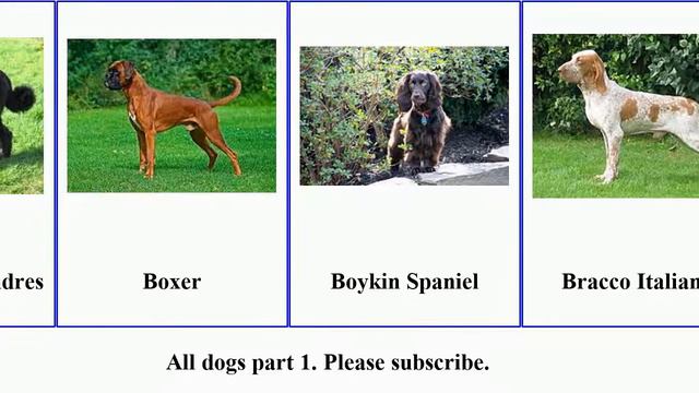 All dogs of domestic breeds part 1 смотреть онлайн