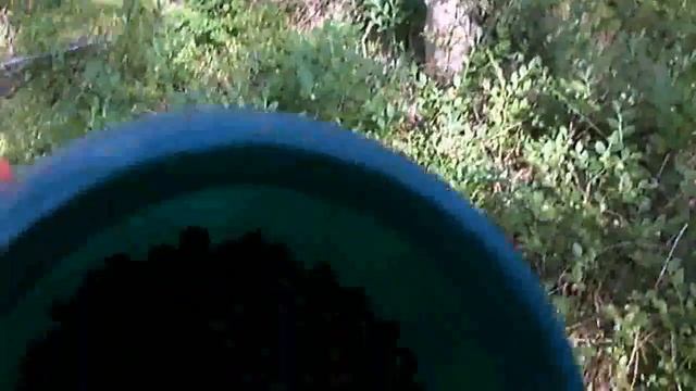 Всё связанное с природой, охотой, рыбалкой, тихой охотой! Разведка по ягодам 29.06.2022 года! смотреть онлайн