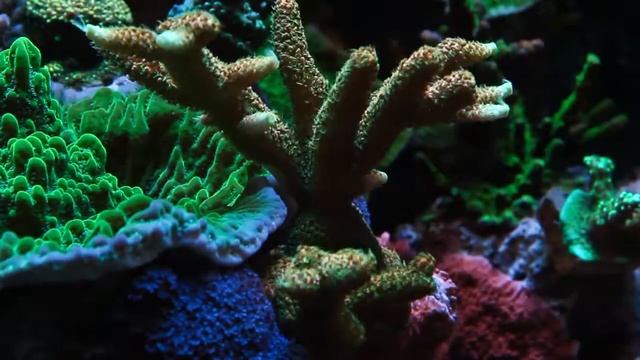 Sunset Millepora смотреть онлайн