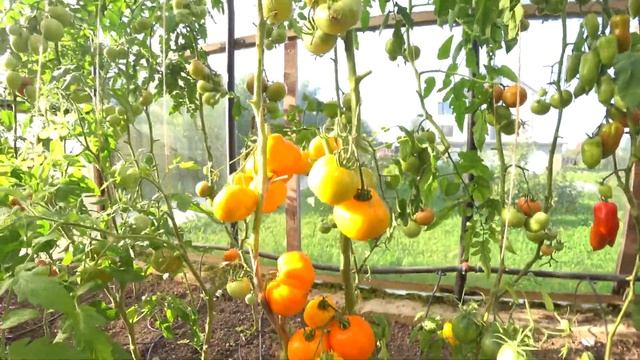 Томат Сердце Ашхабада смотреть онлайн