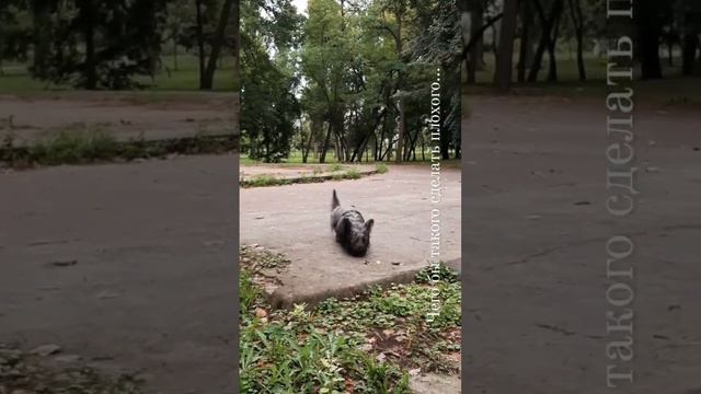 скай-терье Кирошка смотреть онлайн