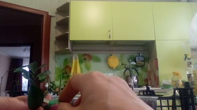 VID 20210126 Прививка цитрусовых в расщеп. смотреть онлайн