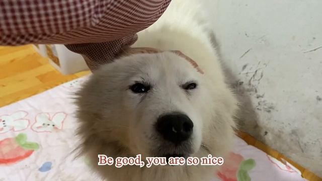 Mother of stray dog gets treatment, Reaching out to thank the rescuer смотреть онлайн