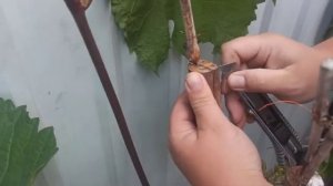 Результат прививок винограда в апреле