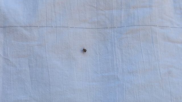 Москитол против клещей | Эксперимент в аэрозолем mosquitall защита от клещей смотреть онлайн