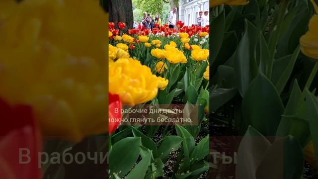 Фестиваль тюльпанов в СПб в 2023г. В рабочие дни цветы можно глянуть бесплатно. Много клумб смотреть онлайн