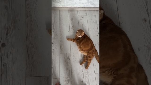 Как мы целый день ждали появления котят ? смотреть онлайн