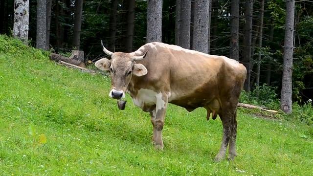 CES GENS ONT EU DES MORTS INCROYABLEMENT STUPIDES (DARWIN AWARDS) смотреть онлайн