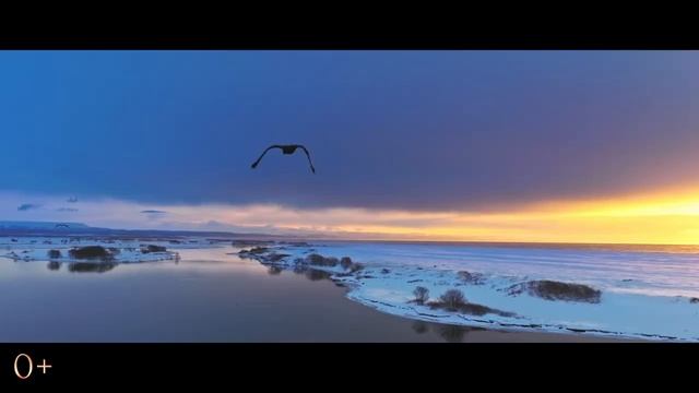 Огненный лис (2024) смотреть онлайн