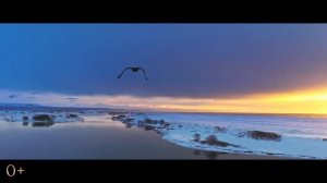 Огненный лис (2024)