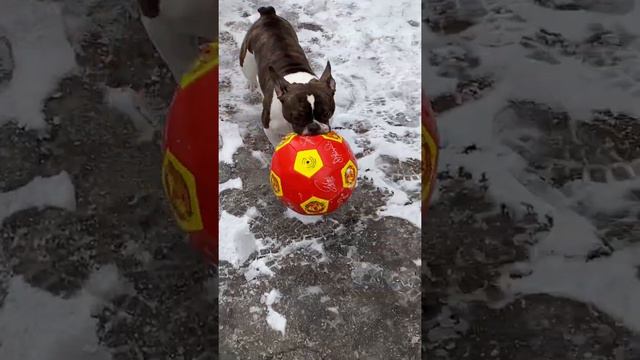 Собачий футбол. Собачки и мяч. Французская бульдожка играет мячом. Приколы с животными смотреть онлайн