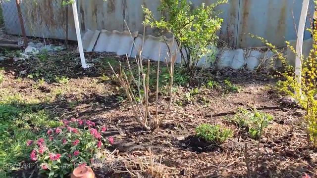 13.05.23.Дача. Ива на штамбе, формирование.Обрезка гортензии смотреть онлайн