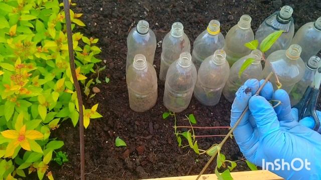 КЛЕМАТИСЫ, РАЗМНОЖЕНИЕ ?? смотреть онлайн