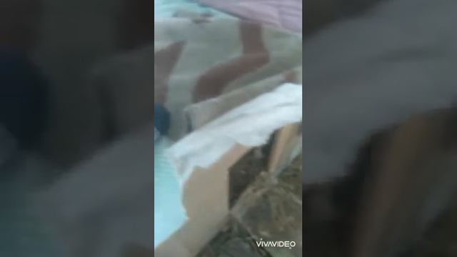 Как зимуют наши мускусные утки/индоутки при морозе -22-24 смотреть онлайн