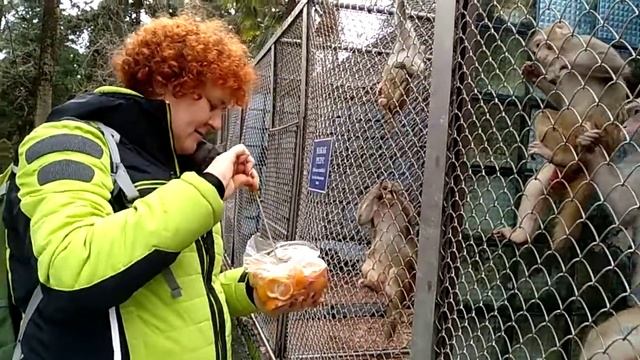 Абхазия. ОБЕЗЬЯНЫ. смотреть онлайн