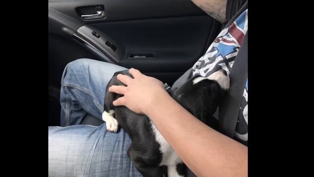 Poodle and Pitbull Mix Puppy. Pitdoodle смотреть онлайн
