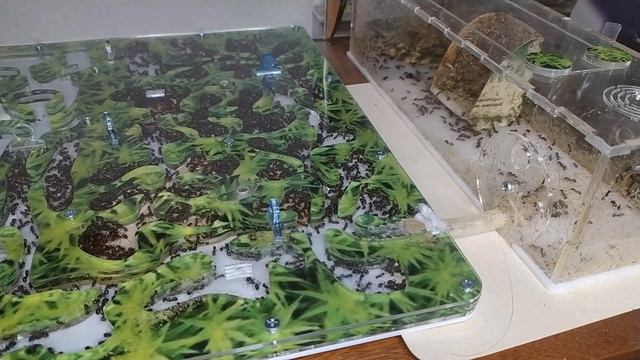 Блог #11: Нас все больше и больше… Рост и развитие семьи муравьев-жнецов