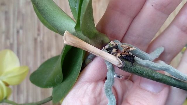 РАЗВЕДИ орхидеи ДОМА! РАЗМНОЖЕНИЕ орхидеи В ДОМАШНИХ условиях ДЛЯ НАЧИНАЮЩИХ! АЗЫ МЕТОДА орхидеи! смотреть онлайн