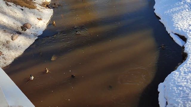 Санкт-Петербург. Дворцово парковый ансамбль Ораниенбаум. Утки. 16 марта 2023 года смотреть онлайн