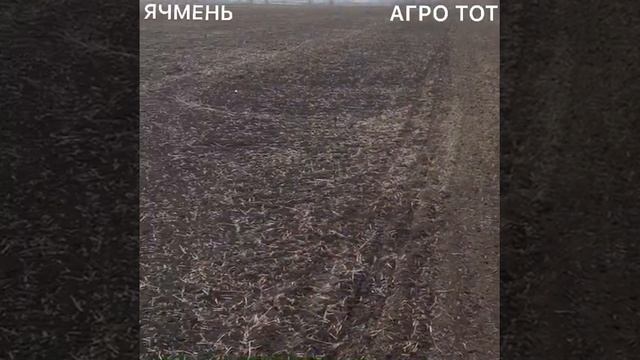 Подзимний сев семян ярового ячменя двуручка второй сезонАГРО ТОТ смотреть онлайн