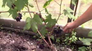 Виноградник в Мордовии _ Виноград Розмус, Ласточка, Бодрый, Дарья на 5 августа 2020г