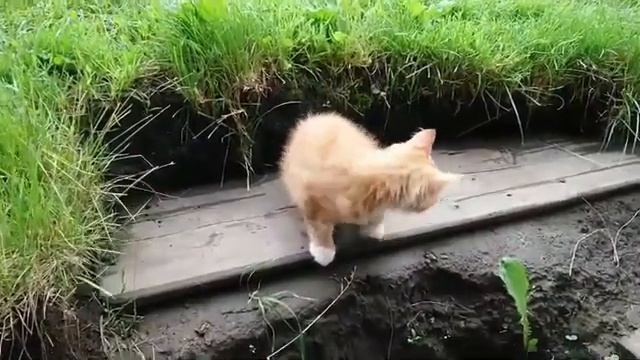 Котёнок породы Рагамаффин рыжий смотреть онлайн