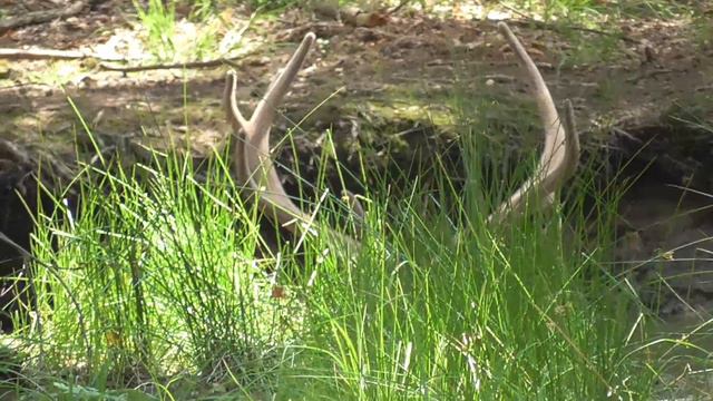 Олень купается смотреть онлайн