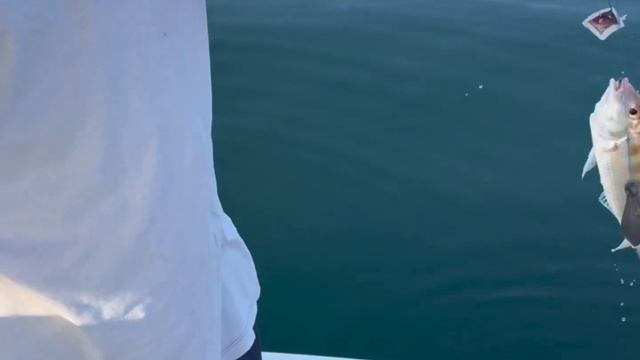 Fishing day in Dubai / #рыбалка в Дубае смотреть онлайн