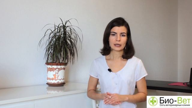 Одежда Для Собак & Как Выбрать Правильную Одежду Для Собаки. Ветклиника Био-Вет смотреть онлайн